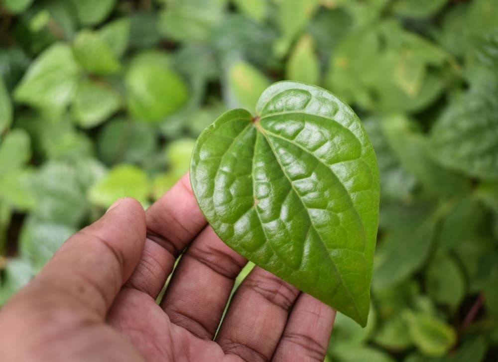 Betel Leaf Good For Heart